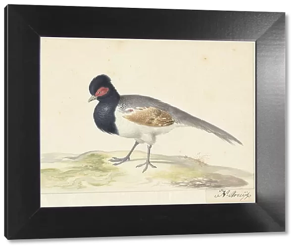 Bird with grey tail feathers, black head with red spot, to the left, 1699-1719. Creator: Nicolaas Struyk