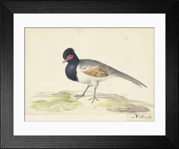 Framed Print : Bird with grey tail feathers, black head with red spot, to the left, 1699-1719. Creator: Nicolaas Struyk Framed Print : Bird with grey tail feathers, black head with red spot, to the left, 1699-1719. Creator: Nicolaas Struyk