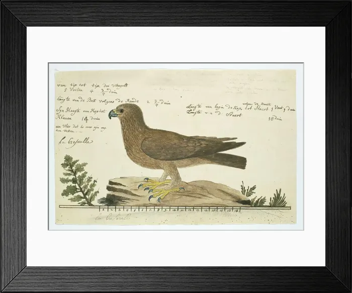 Framed Print : Hieraaetus pennatus (Booted eagle), 1777-1786. Creator: Robert Jacob Gordon Framed Print : Hieraaetus pennatus (Booted eagle), 1777-1786. Creator: Robert Jacob Gordon