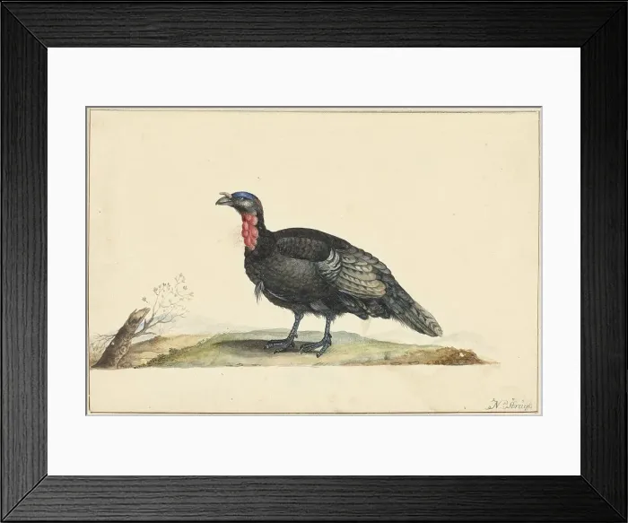 Framed Print : Bird with black feathers and a red crop, standing, left, c.1699-c.1719. Creator: Nicolaas Struyk Framed Print : Bird with black feathers and a red crop, standing, left, c.1699-c.1719. Creator: Nicolaas Struyk