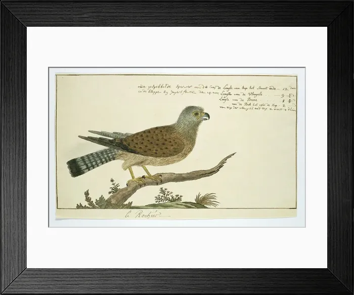 Framed Print : Falco tinnunculus (Common kestrel), 1778. Creator: Robert Jacob Gordon Framed Print : Falco tinnunculus (Common kestrel), 1778. Creator: Robert Jacob Gordon