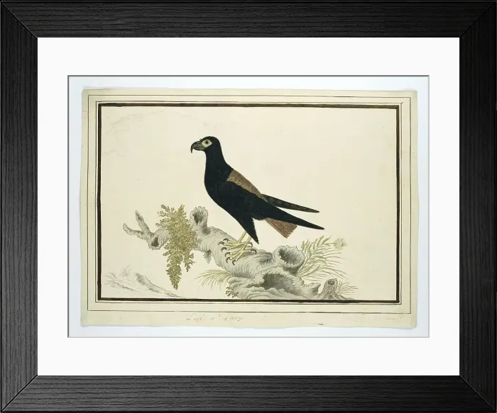 Framed Print : Terathopius ecaudatus (Batealeur), 1778. Creator: Robert Jacob Gordon Framed Print : Terathopius ecaudatus (Batealeur), 1778. Creator: Robert Jacob Gordon