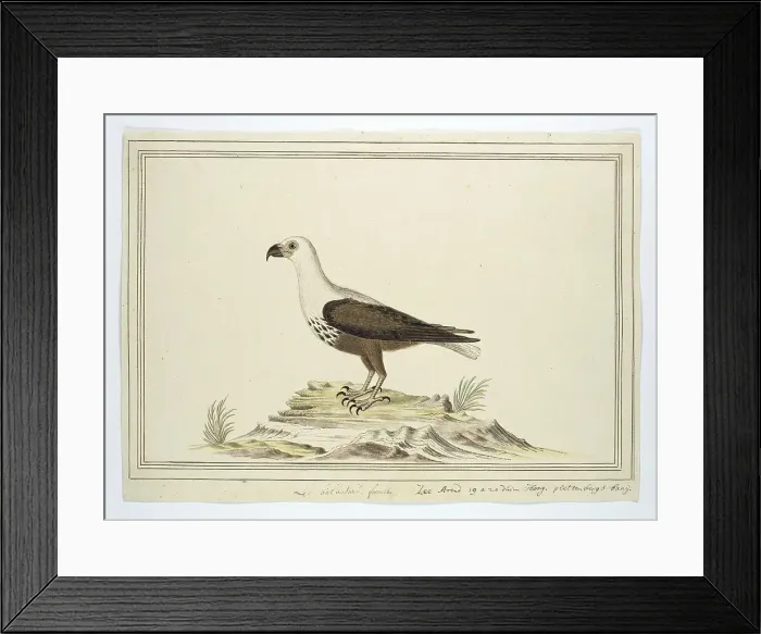 Framed Print : Haliaetus vocifer (African fish eagle), 1777-1786. Creator: Robert Jacob Gordon Framed Print : Haliaetus vocifer (African fish eagle), 1777-1786. Creator: Robert Jacob Gordon