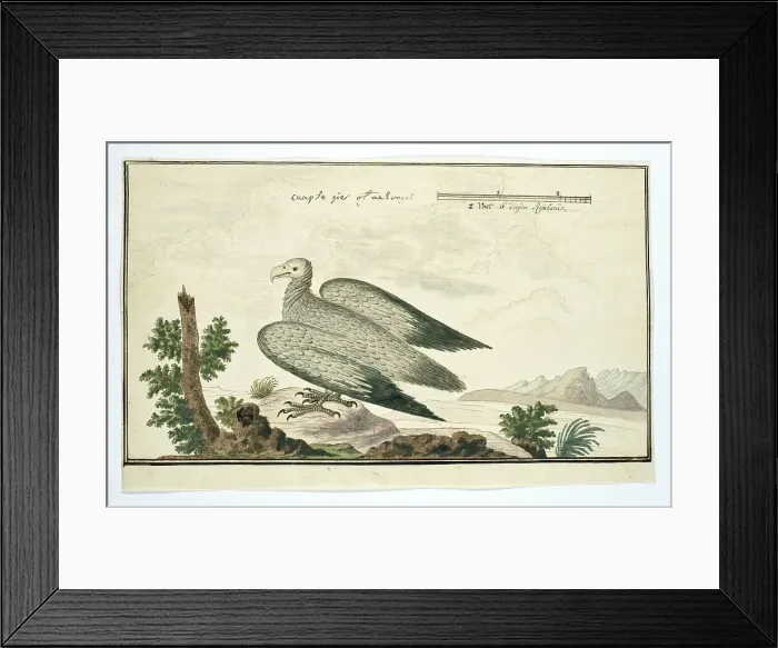 Framed Print : Gyps coprotheres (Cape vulture), 1777-1786. Creator: Robert Jacob Gordon Framed Print : Gyps coprotheres (Cape vulture), 1777-1786. Creator: Robert Jacob Gordon