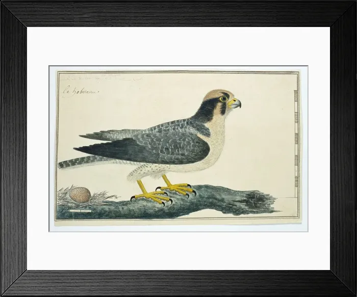 Framed Print : Falco biarmicus (Lanner falcon), 1777-1786. Creator: Robert Jacob Gordon Framed Print : Falco biarmicus (Lanner falcon), 1777-1786. Creator: Robert Jacob Gordon
