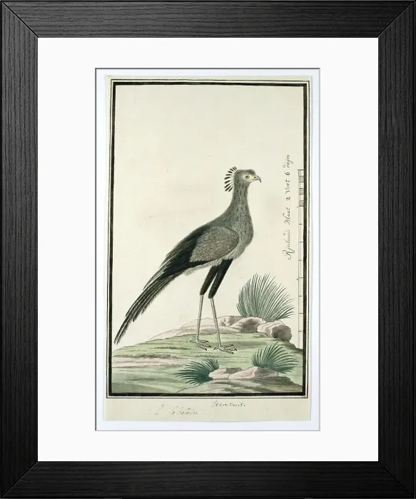 Framed Print : Sagittarius serpentarius (Secretary bird), 1777-1786. Creator: Robert Jacob Gordon Framed Print : Sagittarius serpentarius (Secretary bird), 1777-1786. Creator: Robert Jacob Gordon