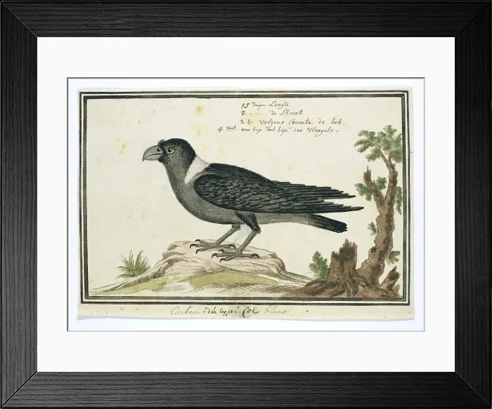 Framed Print : Corvus albicollis (White-necked raven), 1777-1786. Creator: Robert Jacob Gordon Framed Print : Corvus albicollis (White-necked raven), 1777-1786. Creator: Robert Jacob Gordon
