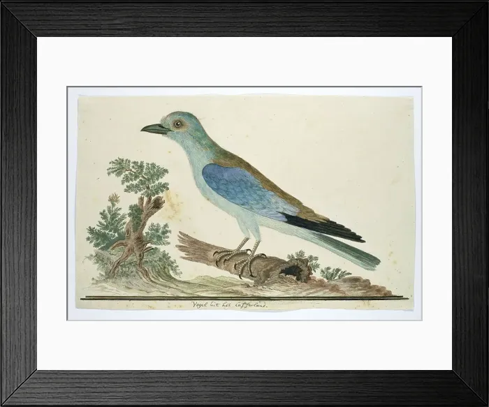 Framed Print : Coracius garrulus (European roller), 1777-1786. Creator: Robert Jacob Gordon Framed Print : Coracius garrulus (European roller), 1777-1786. Creator: Robert Jacob Gordon