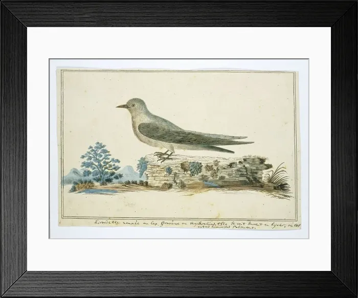 Framed Print : Ptynoprogne fuligula (Rock martin), 1777-1786. Creator: Robert Jacob Gordon Framed Print : Ptynoprogne fuligula (Rock martin), 1777-1786. Creator: Robert Jacob Gordon
