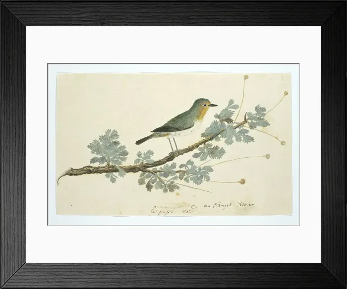 Framed Print : Zosterops pallidus (Orange River white-eye), 1777-1786. Creator: Robert Jacob Gordon Framed Print : Zosterops pallidus (Orange River white-eye), 1777-1786. Creator: Robert Jacob Gordon