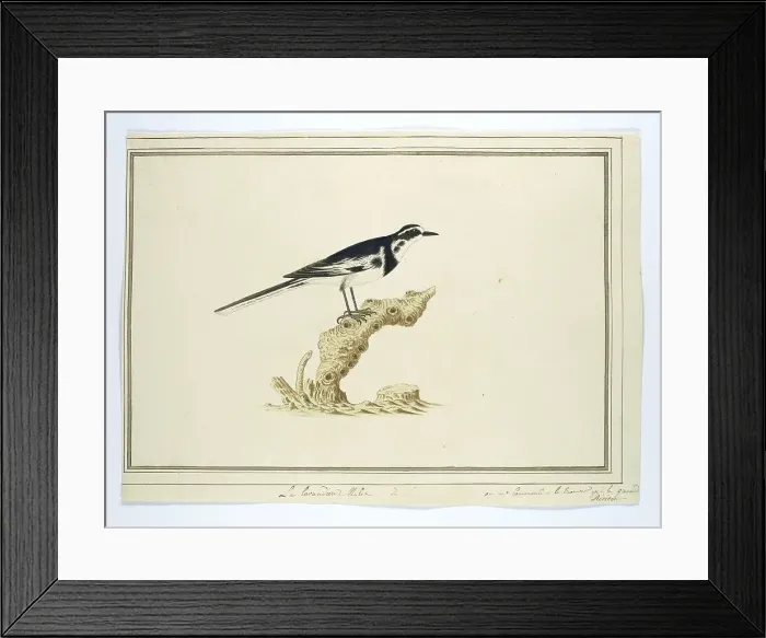 Framed Print : Motacilla aguimp (African pied wagtail), 1777-1786. Creator: Robert Jacob Gordon Framed Print : Motacilla aguimp (African pied wagtail), 1777-1786. Creator: Robert Jacob Gordon