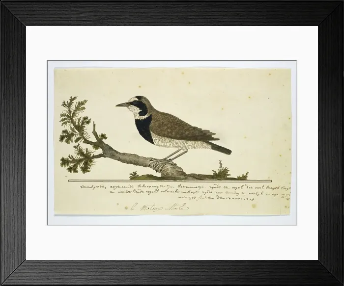 Framed Print : Oenanthe pileata (Capped Wheatear or Hoëveldskaapwagter in Afrikaans), 1778. Creator: Robert Jacob Gordon Framed Print : Oenanthe pileata (Capped Wheatear or Hoëveldskaapwagter in Afrikaans), 1778. Creator: Robert Jacob Gordon