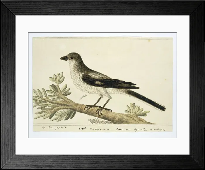 Framed Print : Southern fiscal (Lanius Collaris), 1777-1786. Creator: Robert Jacob Gordon Framed Print : Southern fiscal (Lanius Collaris), 1777-1786. Creator: Robert Jacob Gordon