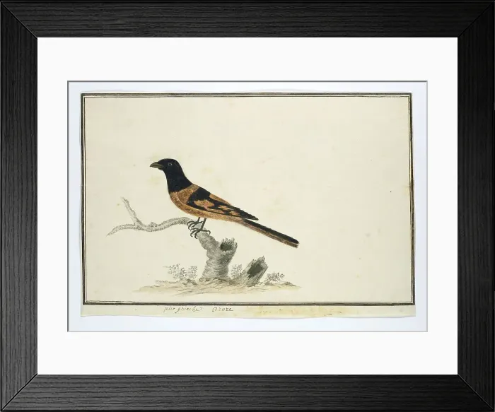 Framed Print : Laniarnus atrococcineus (Crimson-Breasted Shrike), 1777-1786. Creator: Robert Jacob Gordon Framed Print : Laniarnus atrococcineus (Crimson-Breasted Shrike), 1777-1786. Creator: Robert Jacob Gordon
