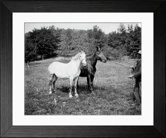 Framed Print : D.C. Cook's horses, Lake George, between 1900 and 1905. Creator: William H. Jackson Framed Print : D.C. Cook's horses, Lake George, between 1900 and 1905. Creator: William H. Jackson