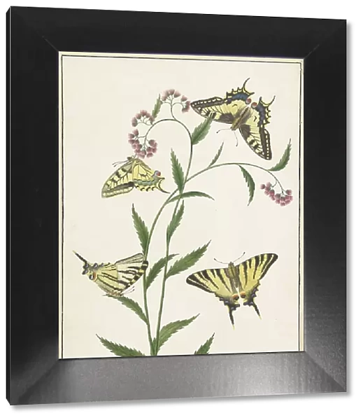 Four Butterflies on Flowers, 1747-1802. Creator: Paulus Knogh