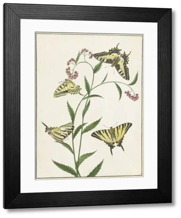 Framed Print : Four Butterflies on Flowers, 1747-1802. Creator: Paulus Knogh Framed Print : Four Butterflies on Flowers, 1747-1802. Creator: Paulus Knogh