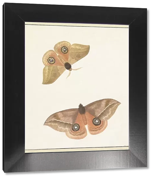 Two butterflies, 1747-1802. Creator: Paulus Knogh