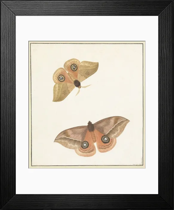 Framed Print : Two butterflies, 1747-1802. Creator: Paulus Knogh Framed Print : Two butterflies, 1747-1802. Creator: Paulus Knogh