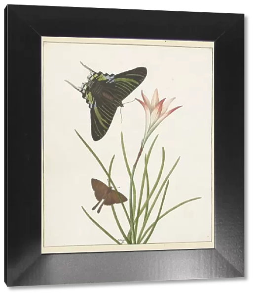 Two butterflies with a lily, 1747-1802. Creator: Paulus Knogh