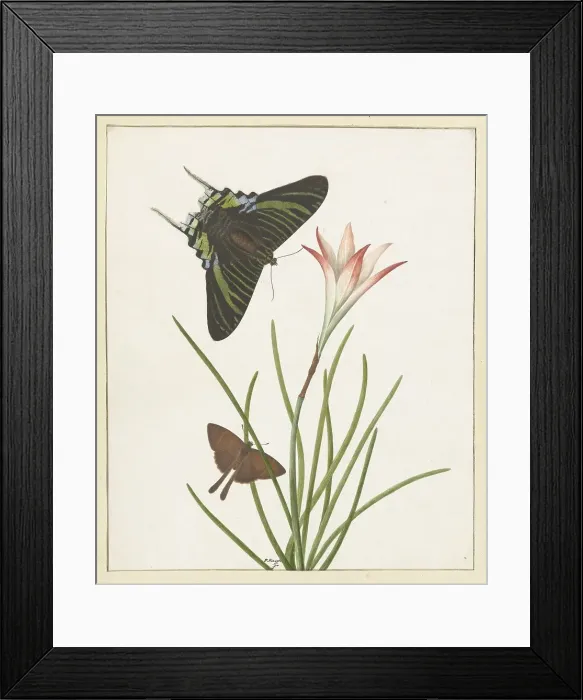 Framed Print : Two butterflies with a lily, 1747-1802. Creator: Paulus Knogh Framed Print : Two butterflies with a lily, 1747-1802. Creator: Paulus Knogh