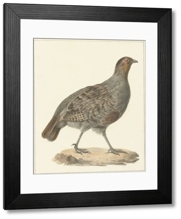 Framed Print : Partridge, 1759-1842. Creator: Pieter Bartholomeusz. Barbiers Framed Print : Partridge, 1759-1842. Creator: Pieter Bartholomeusz. Barbiers