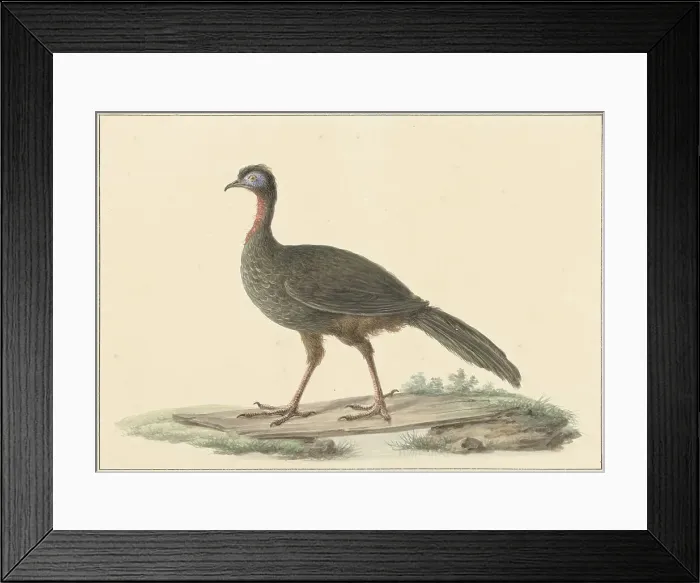 Framed Print : Penelope marail (Marailsjakohoenl), 1759-1842. Creator: Pieter Bartholomeusz. Barbiers Framed Print : Penelope marail (Marailsjakohoenl), 1759-1842. Creator: Pieter Bartholomeusz. Barbiers