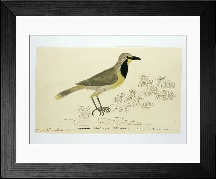 Framed Print : Telephorus zeylonus (Bokmakierie), 1778. Creator: Robert Jacob Gordon Framed Print : Telephorus zeylonus (Bokmakierie), 1778. Creator: Robert Jacob Gordon