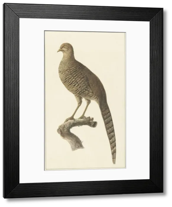 Framed Print : Golden pheasant, them, 1759-1842. Creator: Pieter Bartholomeusz. Barbiers Framed Print : Golden pheasant, them, 1759-1842. Creator: Pieter Bartholomeusz. Barbiers