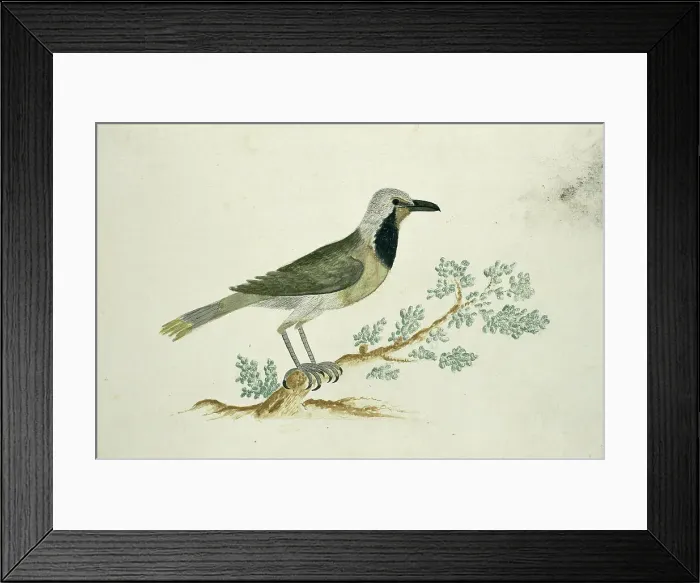 Framed Print : Telephorus zeylonus (Bokmakierie), c.1778. Creator: Robert Jacob Gordon Framed Print : Telephorus zeylonus (Bokmakierie), c.1778. Creator: Robert Jacob Gordon