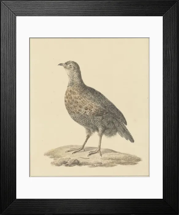 Framed Print : Partridge (Patrijs), 1759-1842. Creator: Pieter Bartholomeusz. Barbiers Framed Print : Partridge (Patrijs), 1759-1842. Creator: Pieter Bartholomeusz. Barbiers