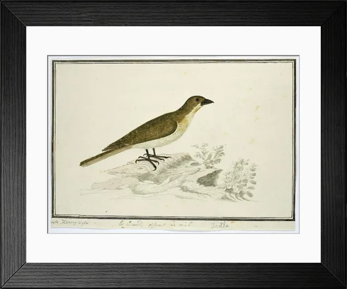 Framed Print : Indicator indicator (Greater honeyguide), 1777-1786. Creator: Robert Jacob Gordon Framed Print : Indicator indicator (Greater honeyguide), 1777-1786. Creator: Robert Jacob Gordon