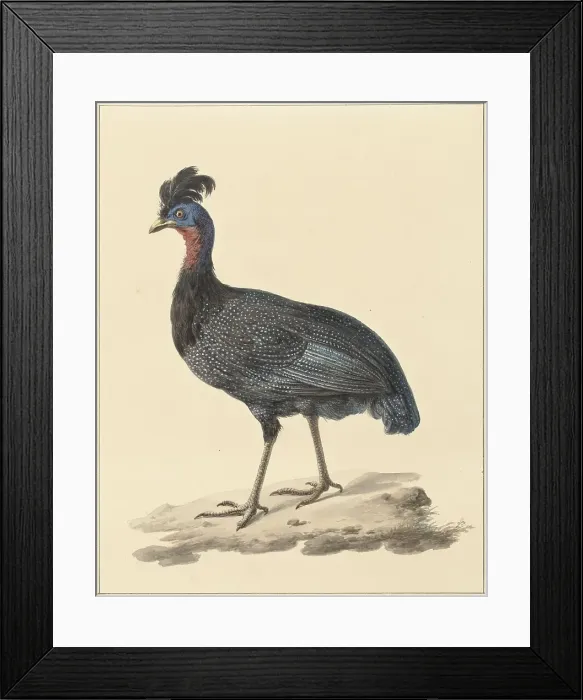Framed Print : Guineafowl, 1759-1842. Creator: Pieter Bartholomeusz. Barbiers Framed Print : Guineafowl, 1759-1842. Creator: Pieter Bartholomeusz. Barbiers