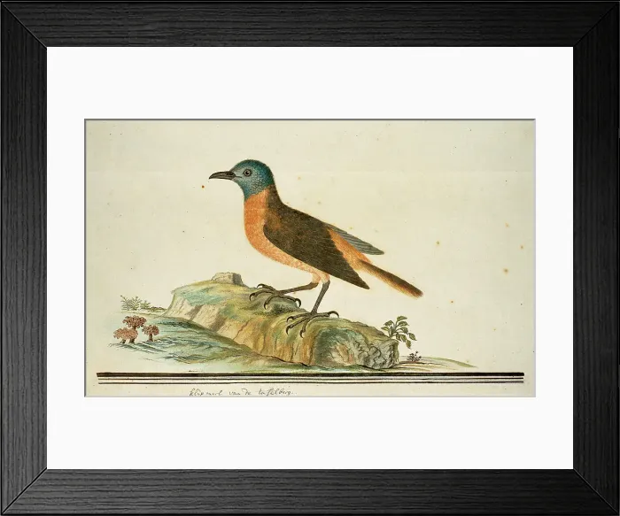 Framed Print : Monticola rupestris (Cape rock thrush), 1777-1786. Creator: Robert Jacob Gordon Framed Print : Monticola rupestris (Cape rock thrush), 1777-1786. Creator: Robert Jacob Gordon