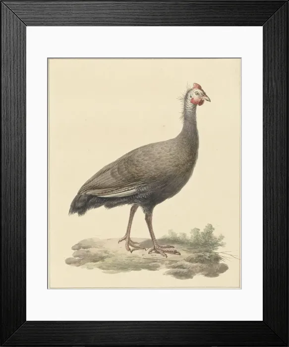 Framed Print : Helmeted guineafowl, 1759-1842. Creator: Pieter Bartholomeusz. Barbiers Framed Print : Helmeted guineafowl, 1759-1842. Creator: Pieter Bartholomeusz. Barbiers