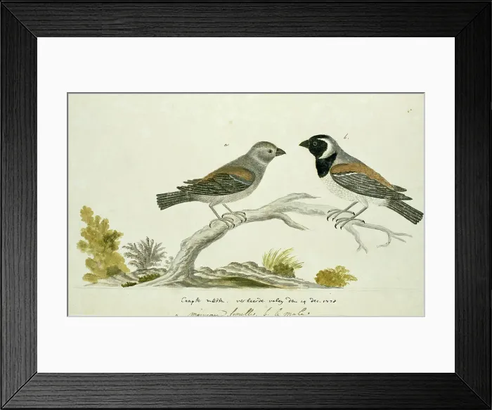 Framed Print : Passer melanurus (Cape sparrow or mossie), 1778. Creator: Robert Jacob Gordon Framed Print : Passer melanurus (Cape sparrow or mossie), 1778. Creator: Robert Jacob Gordon