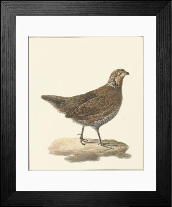 Framed Print : Bobwhite (Colinus Virginianus), 1759-1842. Creator: Pieter Bartholomeusz. Barbiers Framed Print : Bobwhite (Colinus Virginianus), 1759-1842. Creator: Pieter Bartholomeusz. Barbiers