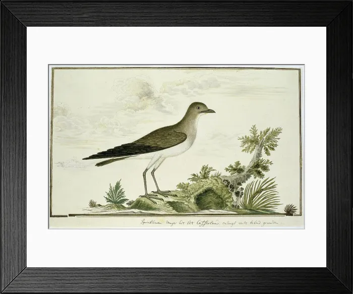 Framed Print : Glareola nordmanni (Black-winged pratincole), 1777-1786. Creator: Robert Jacob Gordon Framed Print : Glareola nordmanni (Black-winged pratincole), 1777-1786. Creator: Robert Jacob Gordon