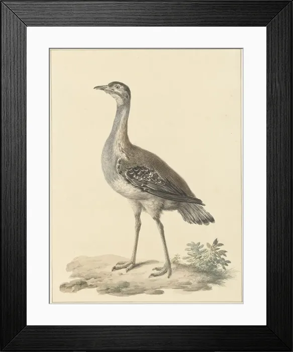Framed Print : Denhams trap (Neotis Denhami), 1759-1842. Creator: Pieter Bartholomeusz. Barbiers Framed Print : Denhams trap (Neotis Denhami), 1759-1842. Creator: Pieter Bartholomeusz. Barbiers