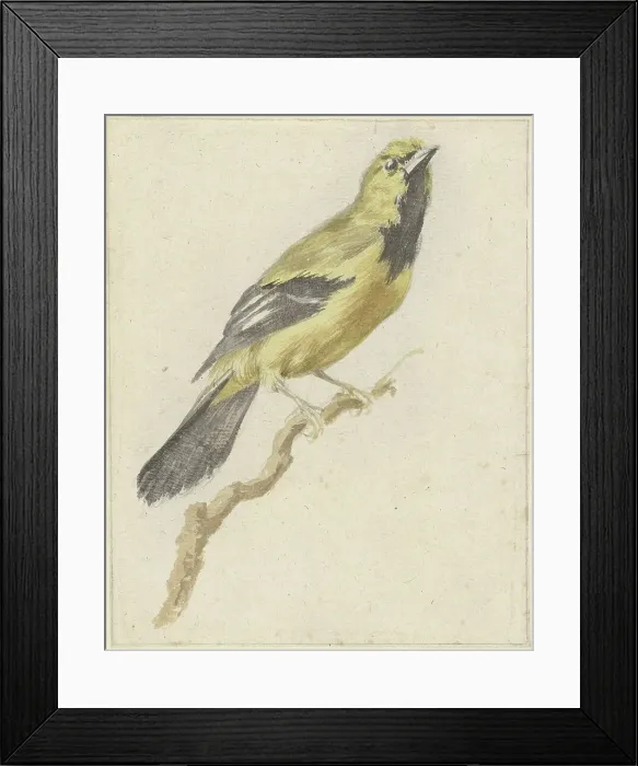 Framed Print : Yellow Oriole (Icterus nigrogularis), 1700-1800. Creator: Pieter Gevers Framed Print : Yellow Oriole (Icterus nigrogularis), 1700-1800. Creator: Pieter Gevers