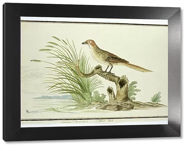 Sphenoeacus afer (Cape grassbird), 1777-1786. Creator: Robert Jacob Gordon
