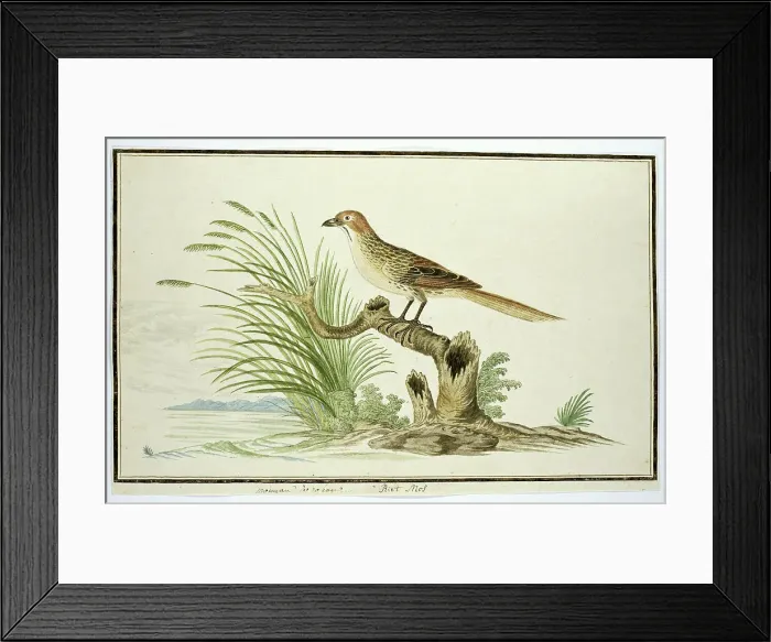 Framed Print : Sphenoeacus afer (Cape grassbird), 1777-1786. Creator: Robert Jacob Gordon Framed Print : Sphenoeacus afer (Cape grassbird), 1777-1786. Creator: Robert Jacob Gordon