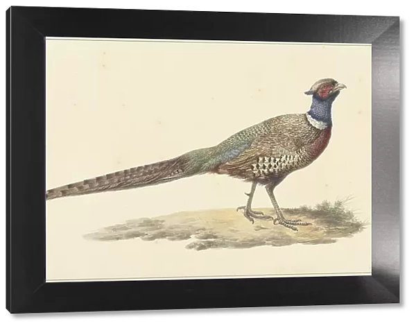 Pheasant, 1759-1842. Creator: Pieter Bartholomeusz. Barbiers
