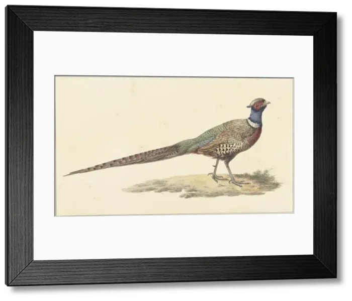 Framed Print : Pheasant, 1759-1842. Creator: Pieter Bartholomeusz. Barbiers Framed Print : Pheasant, 1759-1842. Creator: Pieter Bartholomeusz. Barbiers