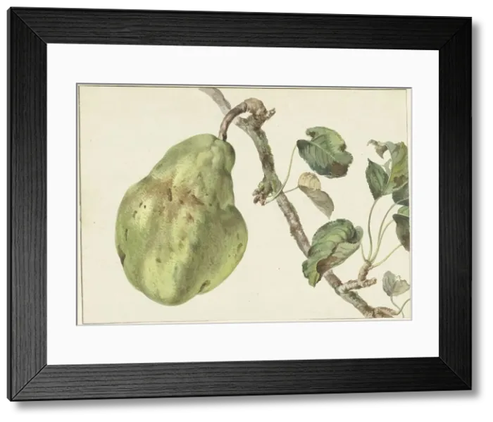 Framed Print : Pear on a branch, 1781. Creator: Pieter Gevers Framed Print : Pear on a branch, 1781. Creator: Pieter Gevers