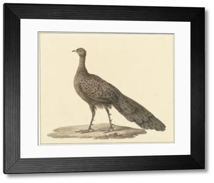 Framed Print : Grey peacock, 1759-1842. Creator: Pieter Bartholomeusz. Barbiers Framed Print : Grey peacock, 1759-1842. Creator: Pieter Bartholomeusz. Barbiers