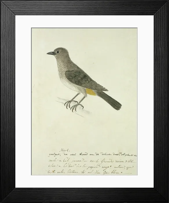 Framed Print : Pycnonotus capensis (Cape bulbul), 1777-1786. Creator: Robert Jacob Gordon Framed Print : Pycnonotus capensis (Cape bulbul), 1777-1786. Creator: Robert Jacob Gordon