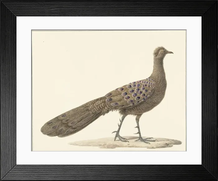 Framed Print : Grey peacock, 1759-1842. Creator: Pieter Bartholomeusz. Barbiers Framed Print : Grey peacock, 1759-1842. Creator: Pieter Bartholomeusz. Barbiers