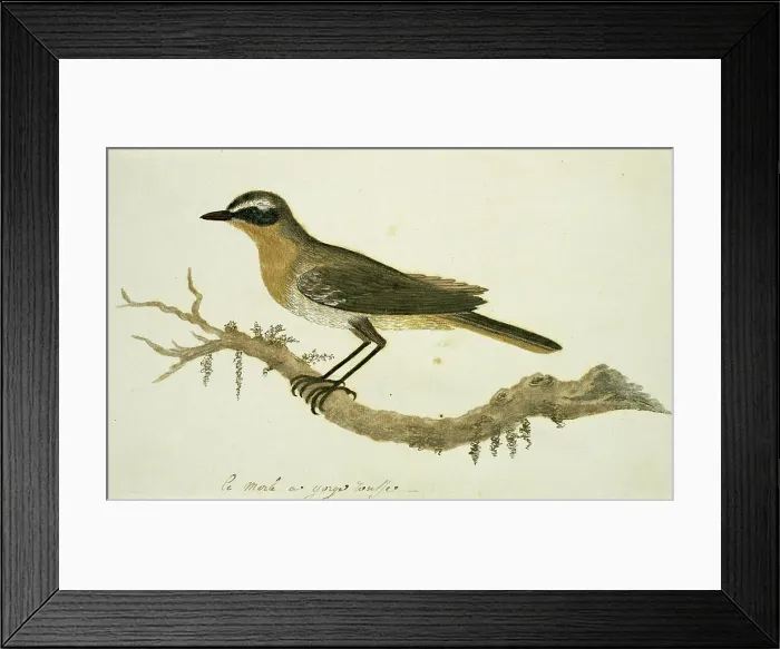 Framed Print : Cossypha caffra (Cape robin-chat), 1777-1786. Creator: Robert Jacob Gordon Framed Print : Cossypha caffra (Cape robin-chat), 1777-1786. Creator: Robert Jacob Gordon