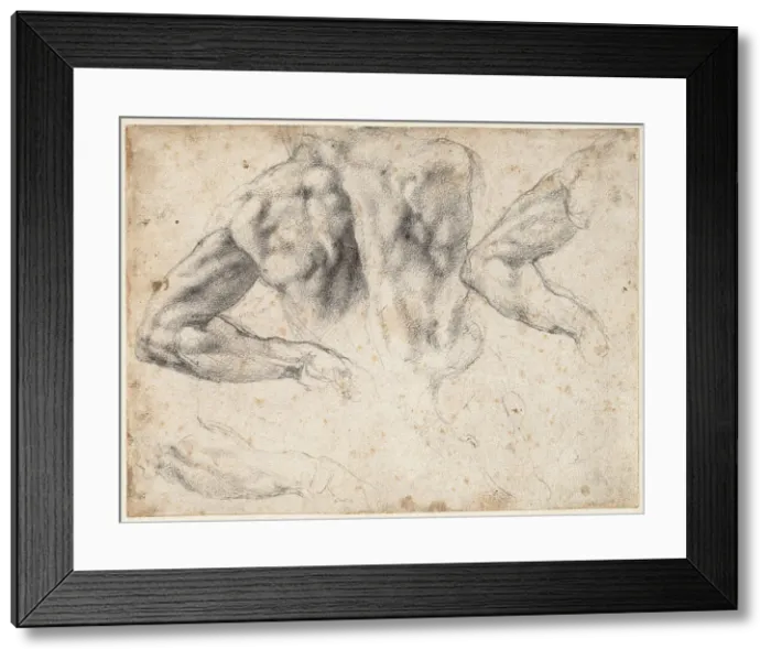 Framed Print : Study of the back and left arm of a male nude, 1523-1524. Creator: Buonarroti, Michelangelo (1475-1564) Framed Print : Study of the back and left arm of a male nude, 1523-1524. Creator: Buonarroti, Michelangelo (1475-1564)